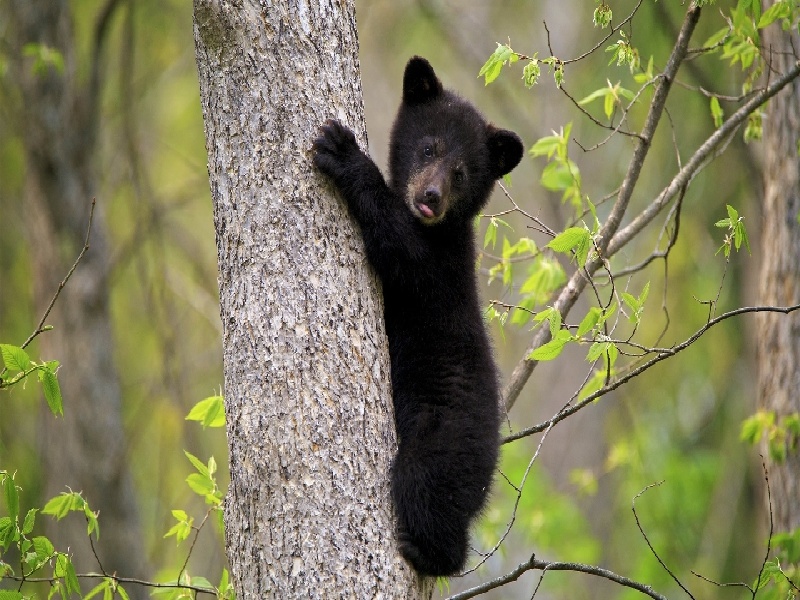 第十二次产检（37周）